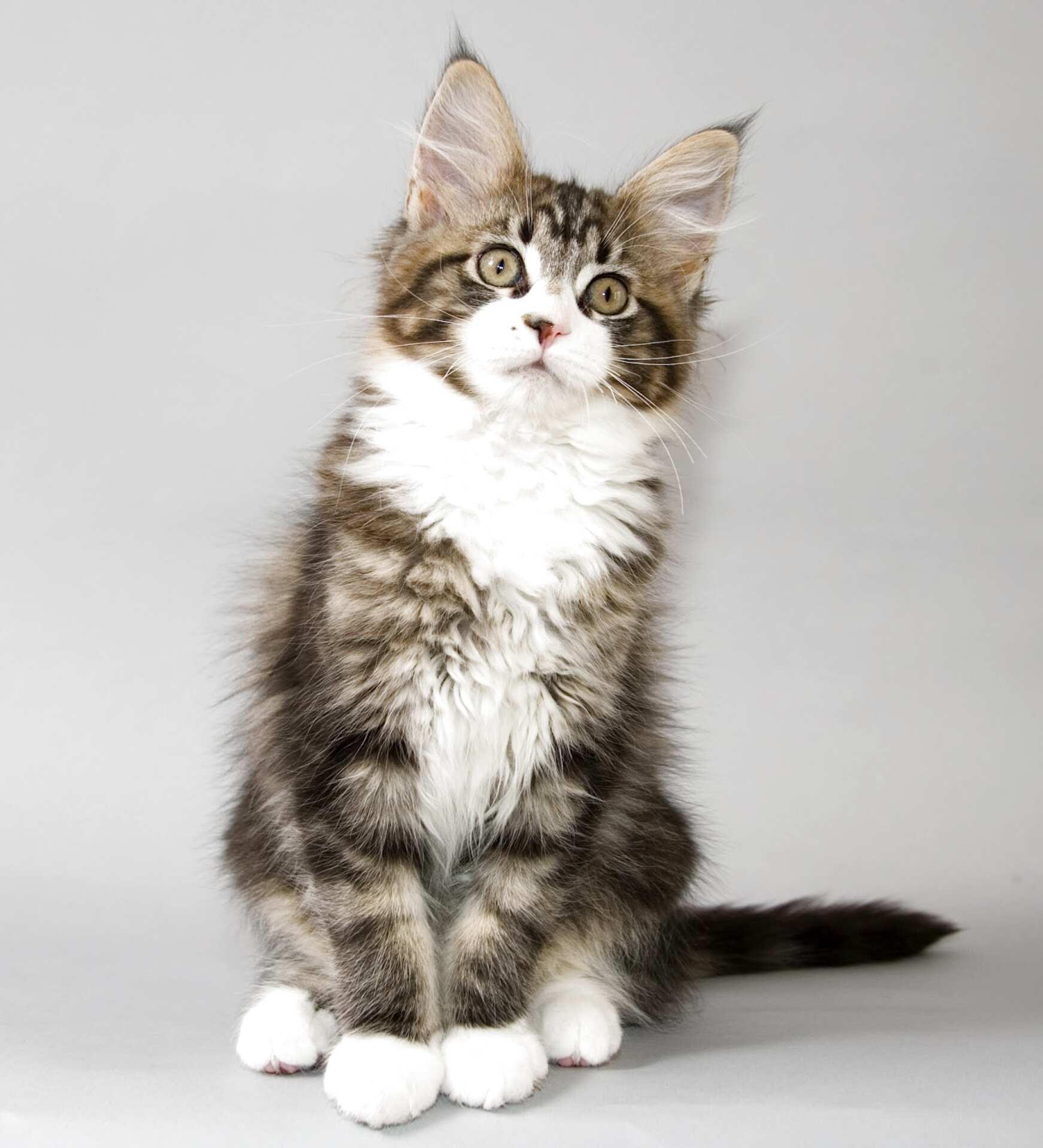 Maine Coon mainecoonkittens