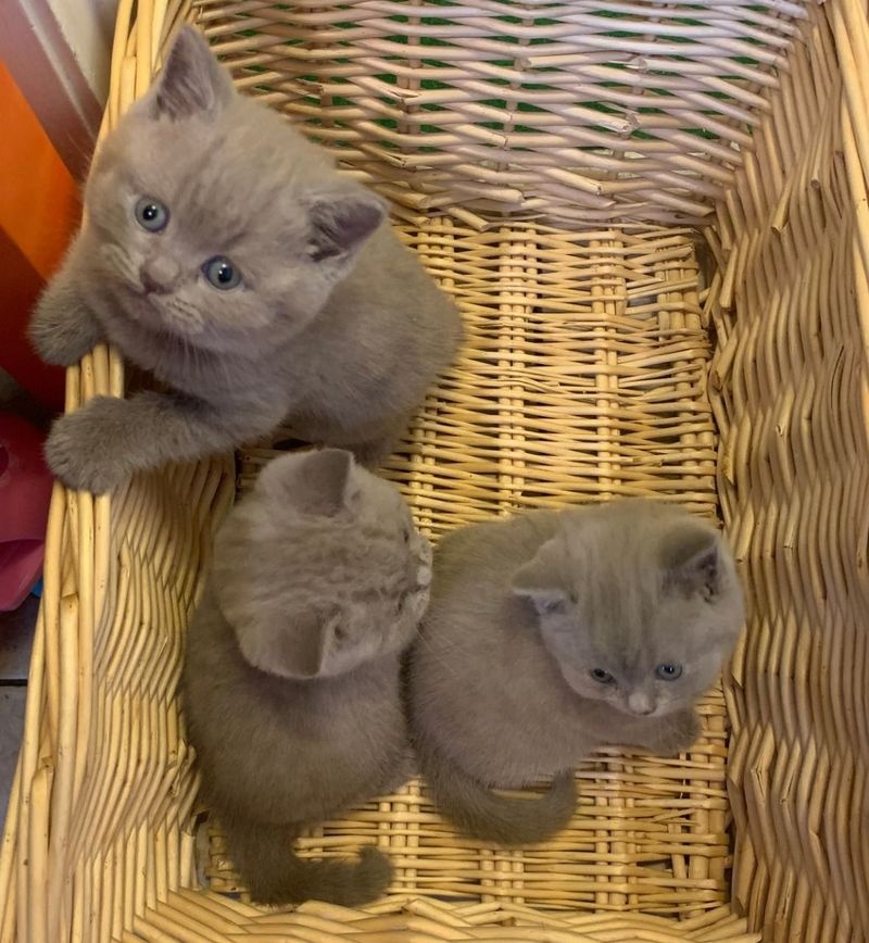 ca_pets.103461.1