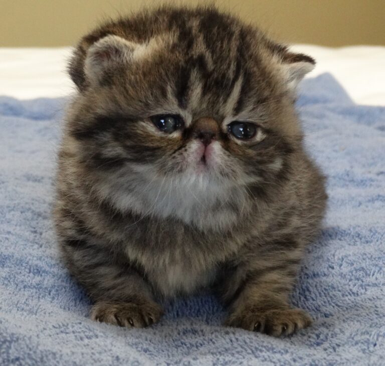 exotic shorthair 781953