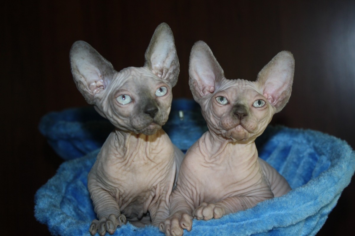 sphynx 542272